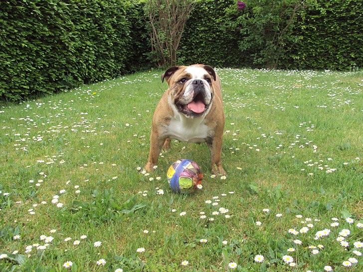 Engelsk bulldog Chili billede 3