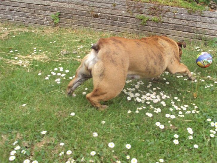 Engelsk bulldog Chili billede 7