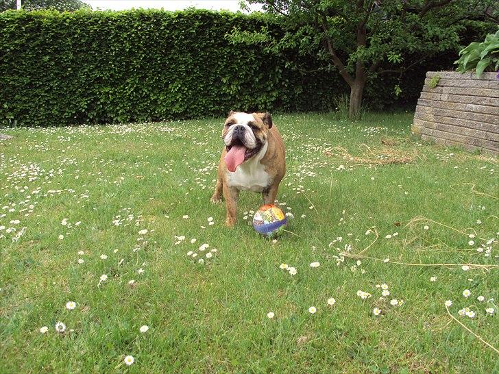 Engelsk bulldog Chili billede 11