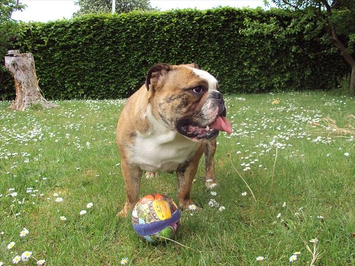 Engelsk bulldog Chili billede 2