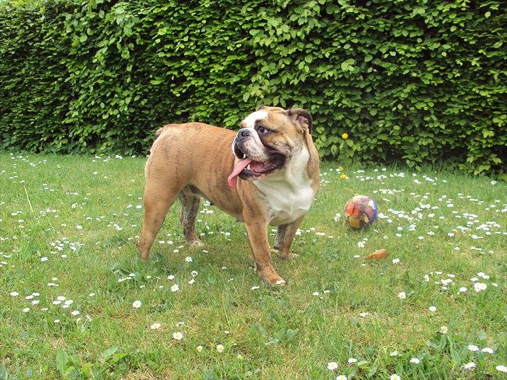 Engelsk bulldog Chili billede 4