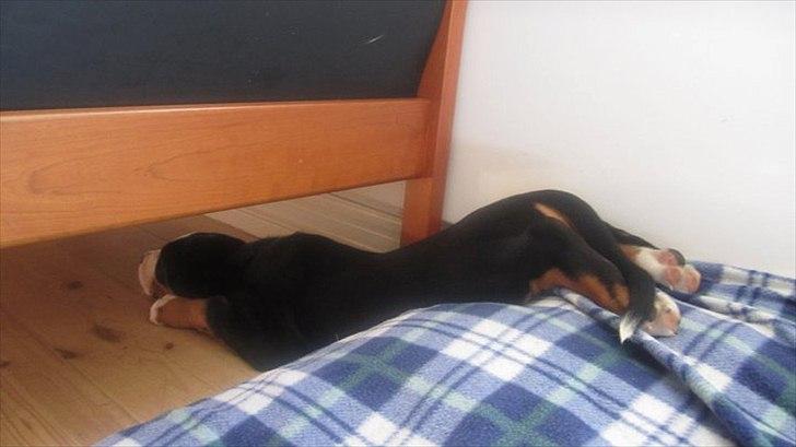 Grosser schweizer sennenhund Harras v.d. Weiakkers, kaldet Keiko - 9,6 kg Keiko i dyb søvn *LOL* billede 18