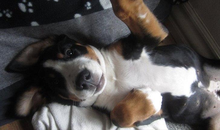 Grosser schweizer sennenhund Harras v.d. Weiakkers, kaldet Keiko -  sweet little Keiko ♥ ♥  billede 20