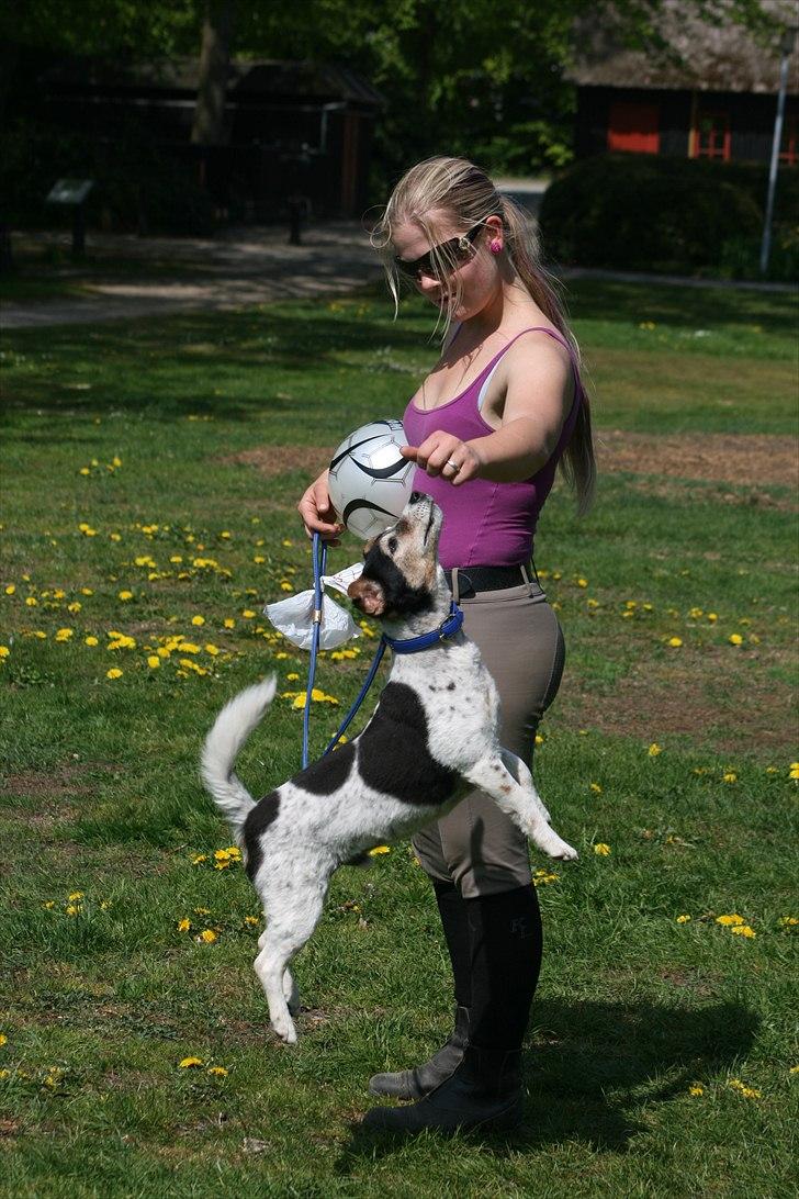 Blanding af racer  * Bosse R.I.P. billede 3