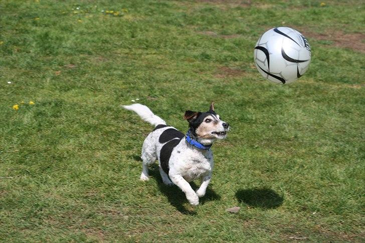 Blanding af racer  * Bosse R.I.P. billede 2