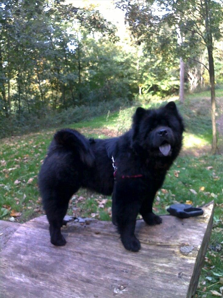 Chow chow Bidachows Lovely Lilly billede 10