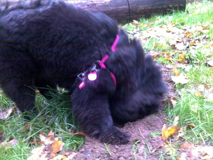 Chow chow Bidachows Lovely Lilly billede 11