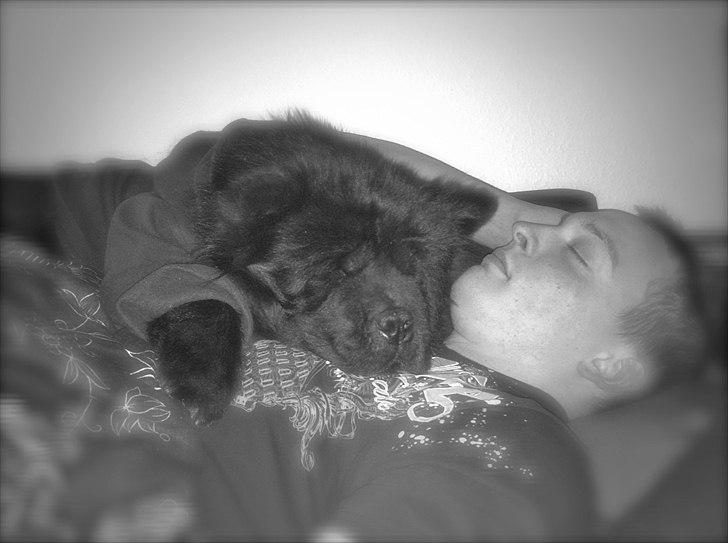 Chow chow Bidachows Lovely Lilly billede 12