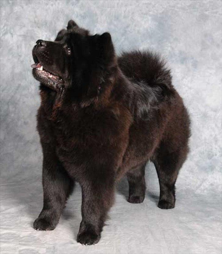 Chow chow Bidachows Lovely Lilly billede 13