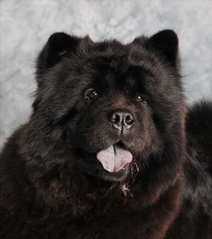 Chow chow Bidachows Lovely Lilly billede 14