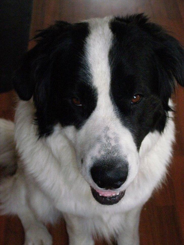 Blanding af racer julius- skt.bernhard & schæfer billede 1