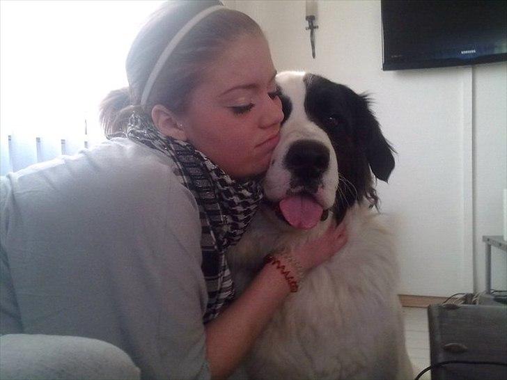 Blanding af racer julius- skt.bernhard & schæfer billede 2