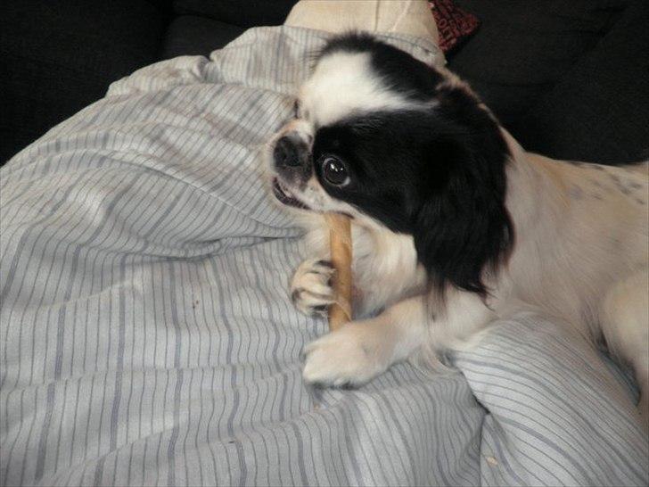 Japanese Tipo billede 6