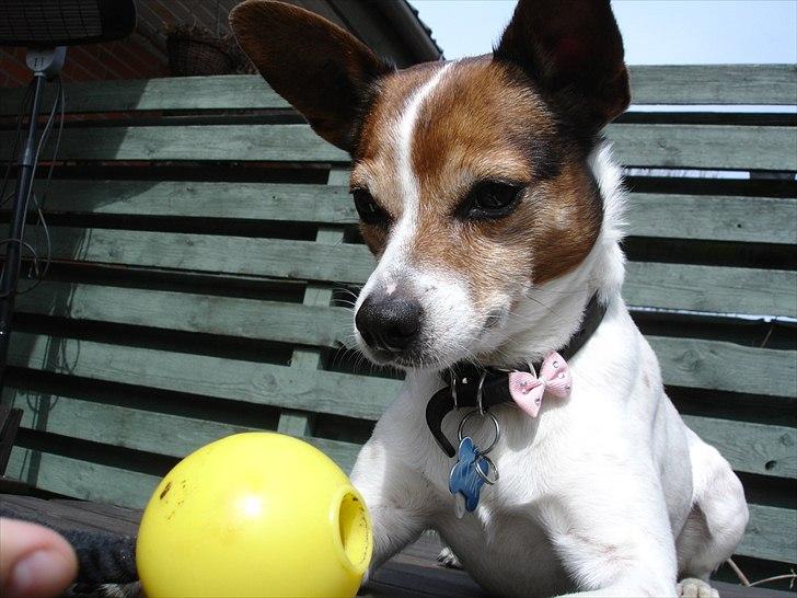 Dansk svensk gaardhund Kvik billede 1