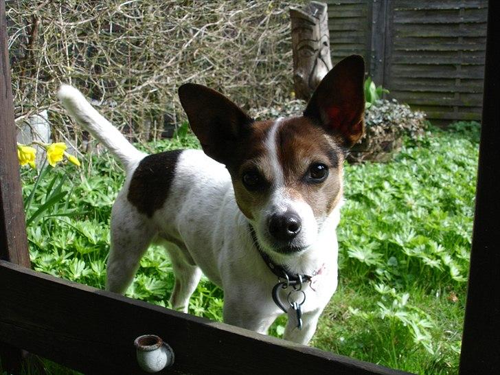 Dansk svensk gaardhund Kvik billede 2