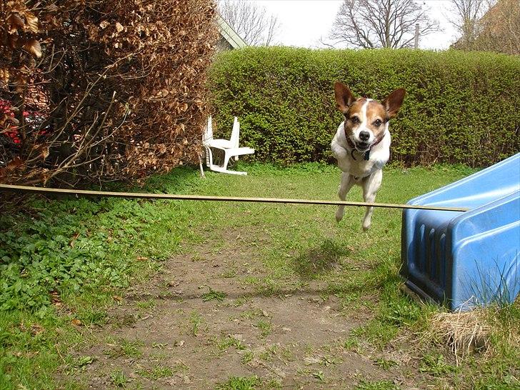 Dansk svensk gaardhund Kvik - hop :) billede 3