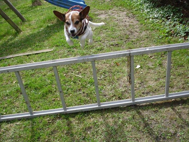 Dansk svensk gaardhund Kvik billede 4