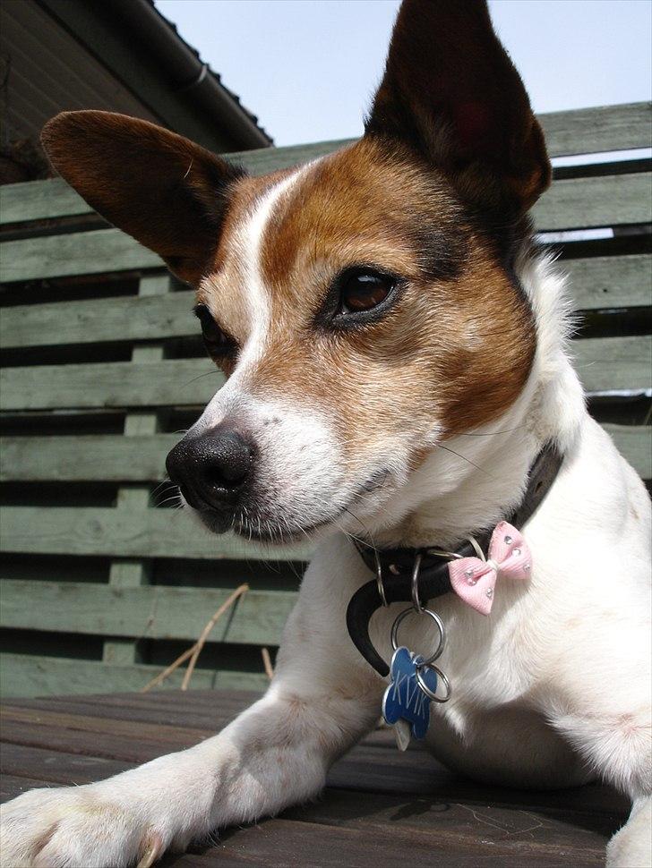 Dansk svensk gaardhund Kvik billede 5