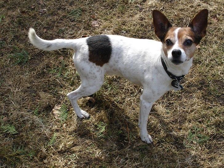 Dansk svensk gaardhund Kvik billede 6