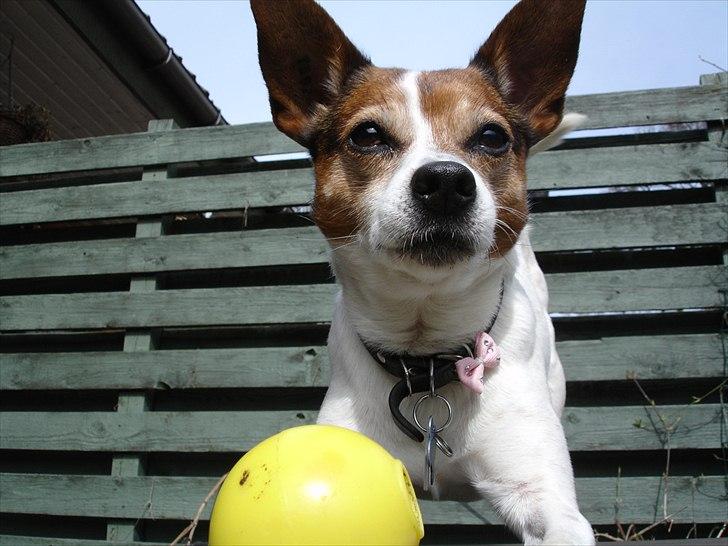 Dansk svensk gaardhund Kvik billede 7