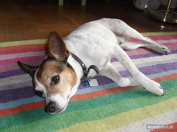 Dansk svensk gaardhund Kvik billede 8