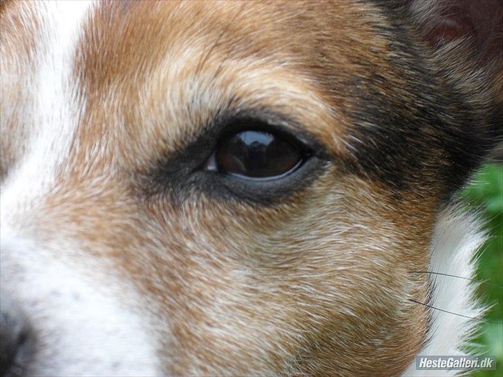 Dansk svensk gaardhund Kvik billede 9