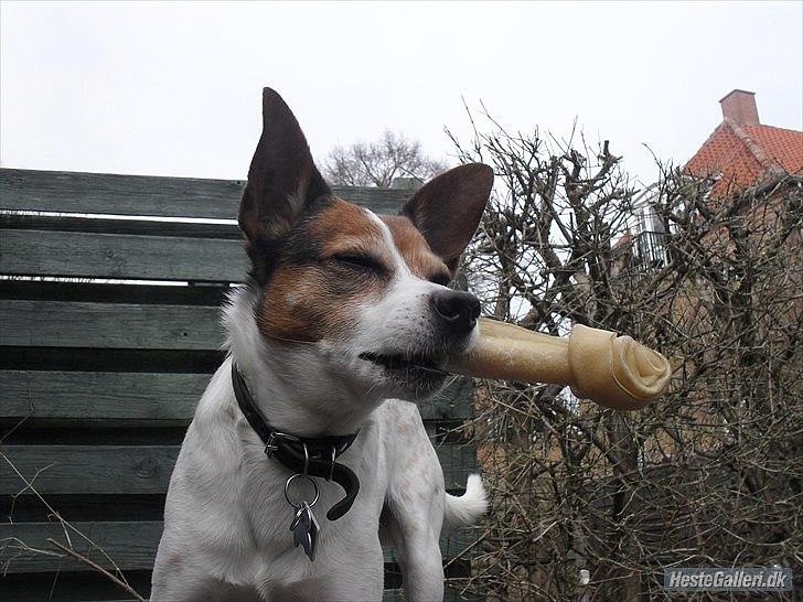 Dansk svensk gaardhund Kvik billede 10