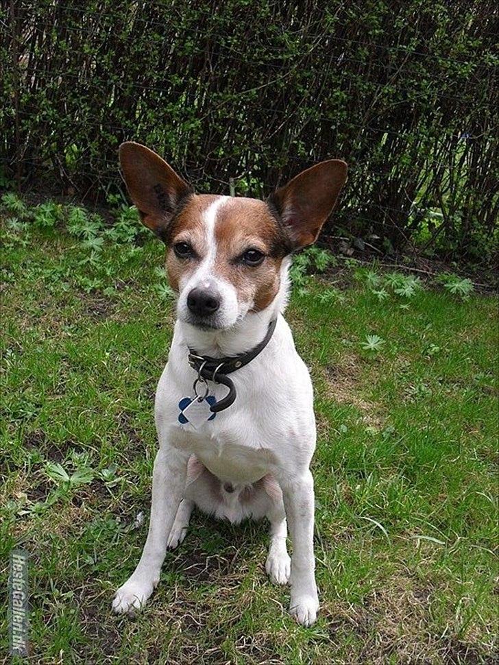 Dansk svensk gaardhund Kvik billede 12