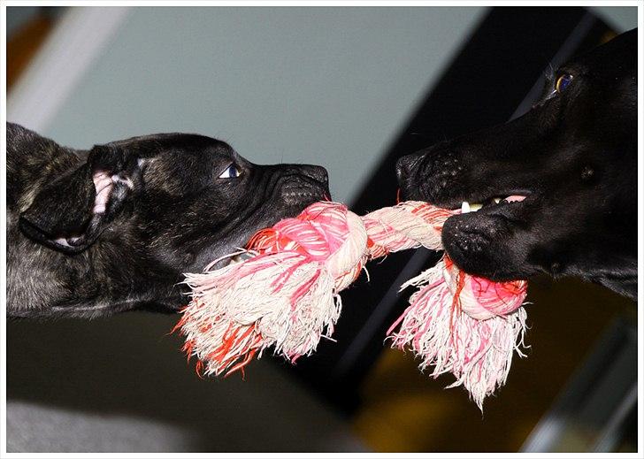 Dogo canario Tyson - Tovtrækning mellem Vic og Tyson :-) billede 10