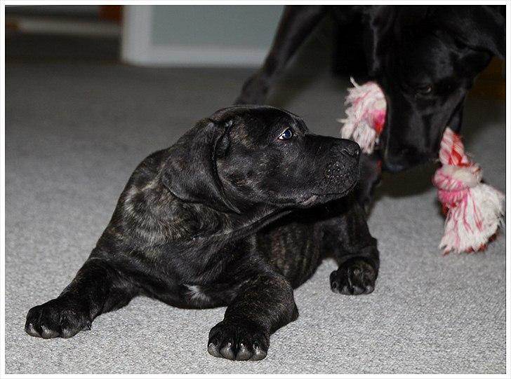 Dogo canario Tyson - Tyson og VIc leger  billede 11