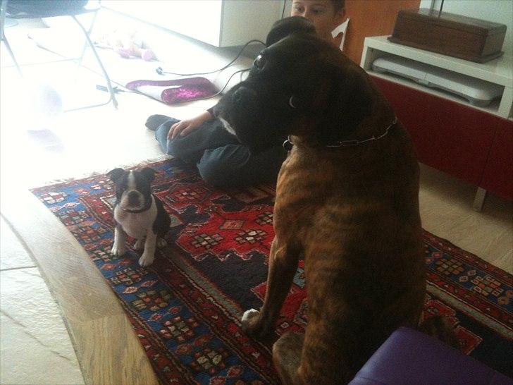 Boston terrier Dobby billede 7