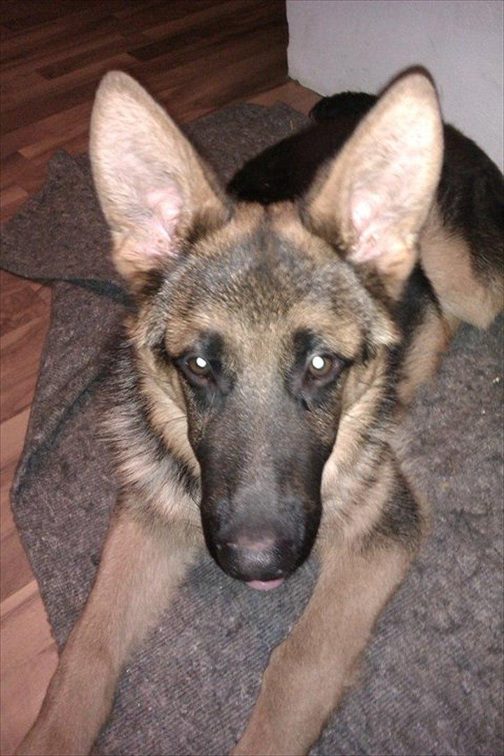 Schæferhund Luka billede 1