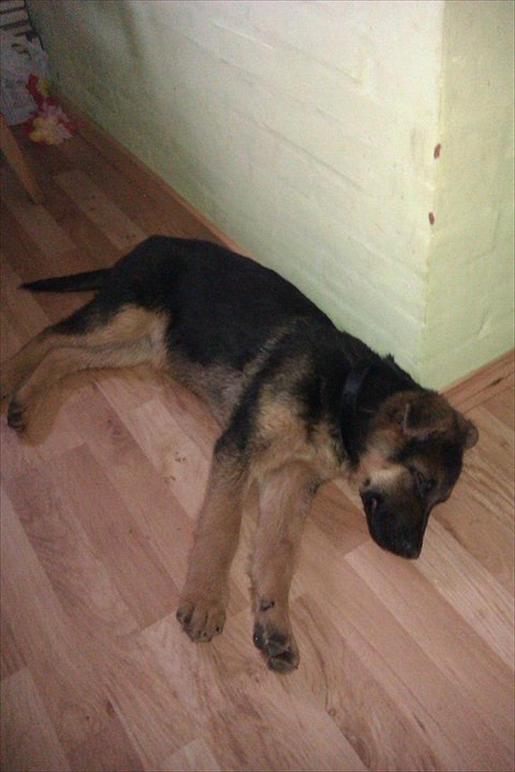 Schæferhund Luka billede 2