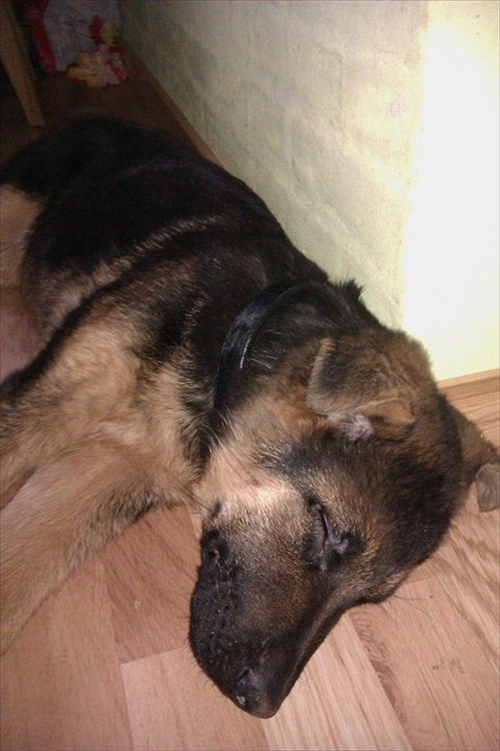 Schæferhund Luka billede 3