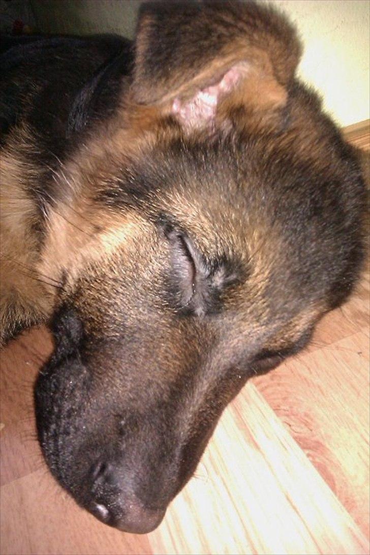 Schæferhund Luka billede 4