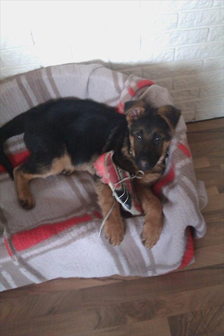 Schæferhund Luka billede 5