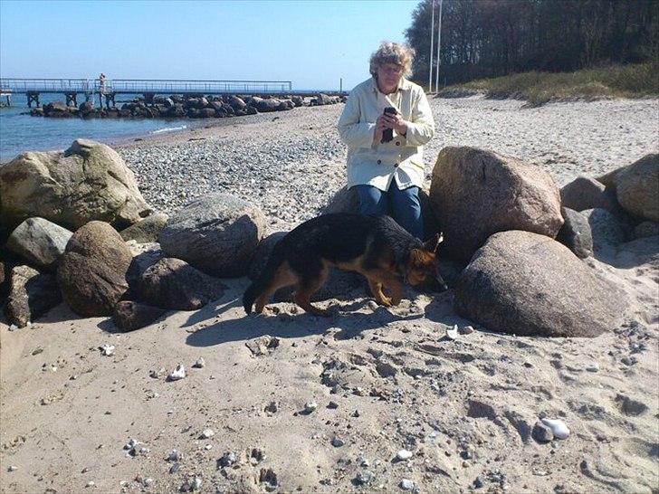 Schæferhund Luka billede 6