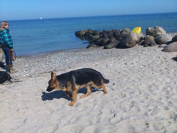 Schæferhund Luka billede 7