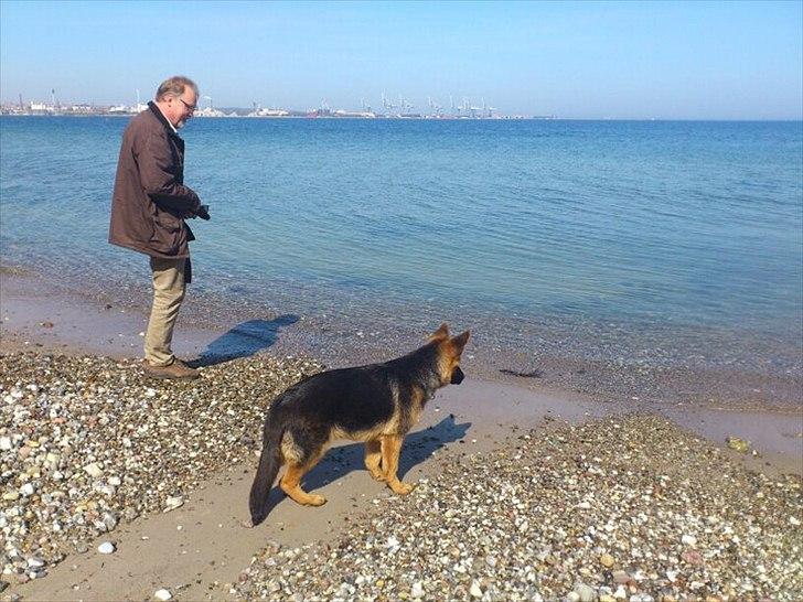 Schæferhund Luka billede 8