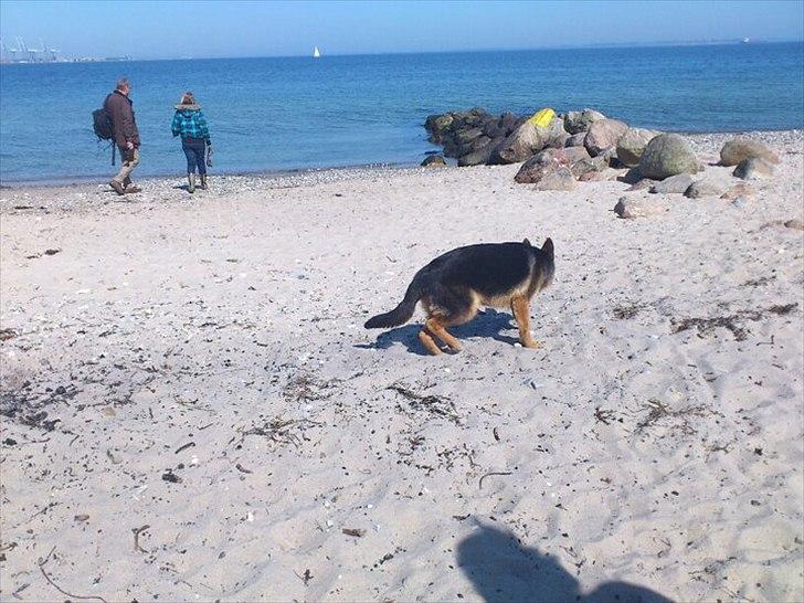 Schæferhund Luka billede 9