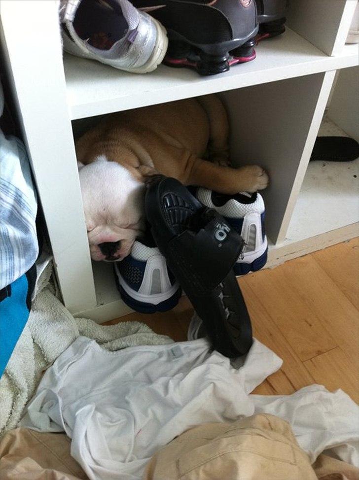 Engelsk bulldog Nala billede 4