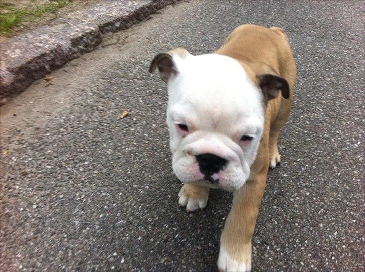 Engelsk bulldog Nala billede 5