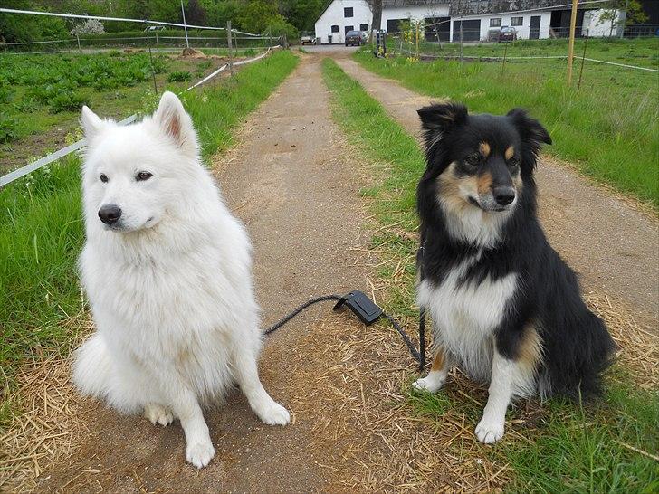 Samojedhund Lucas billede 6