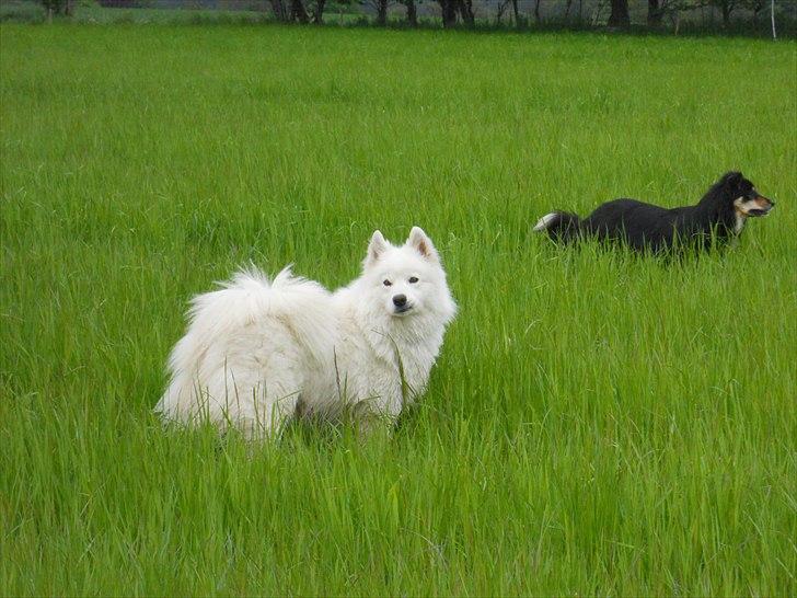 Samojedhund Lucas billede 7