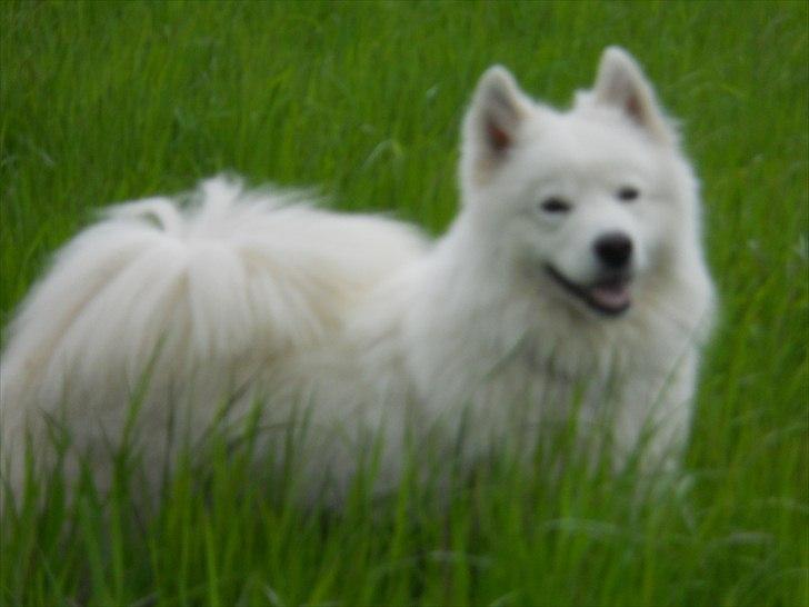 Samojedhund Lucas billede 8