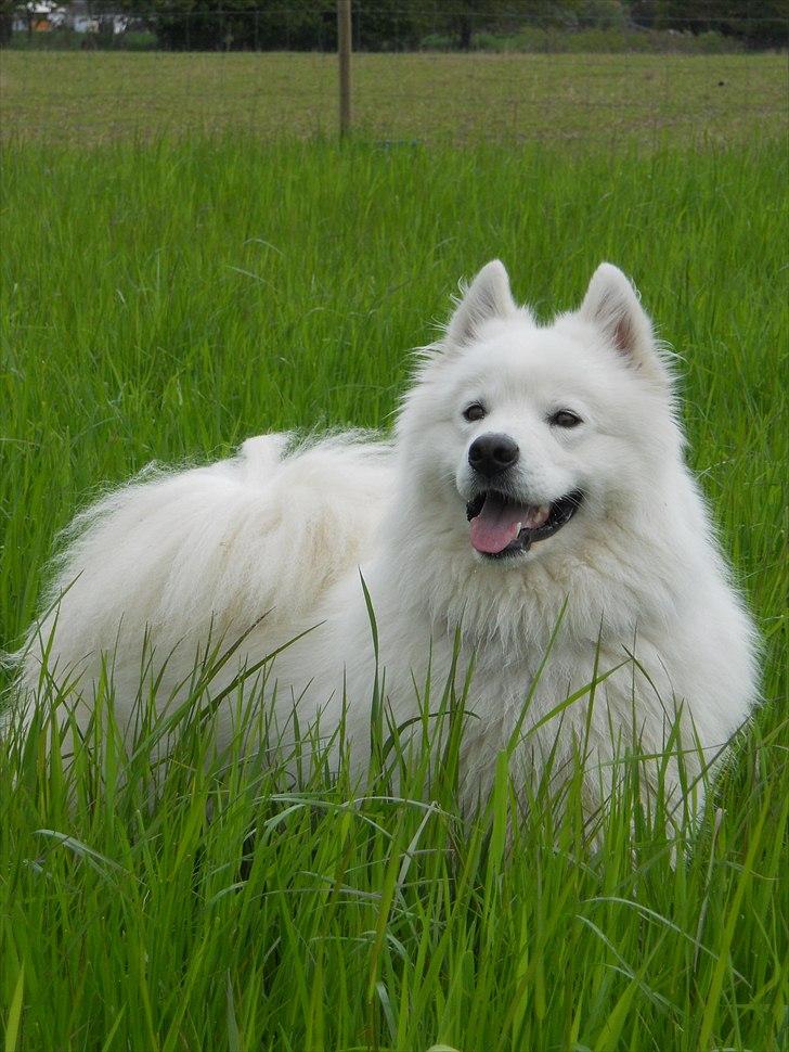 Samojedhund Lucas billede 9