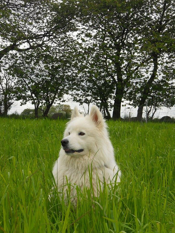 Samojedhund Lucas billede 10