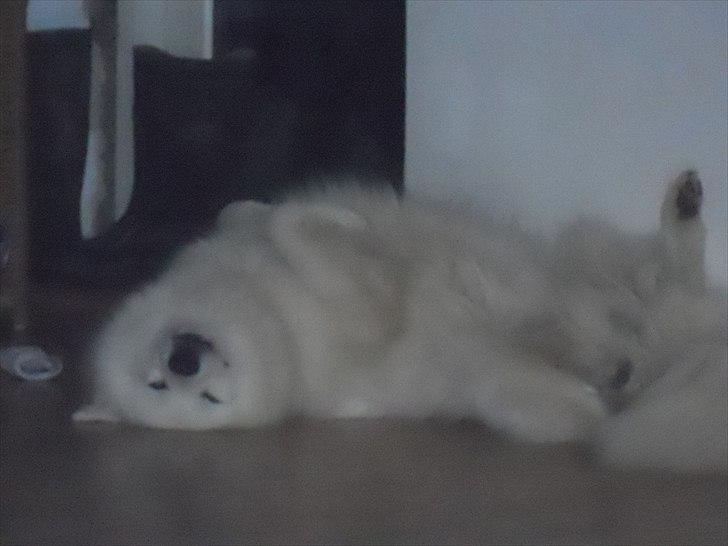 Samojedhund Lucas billede 11