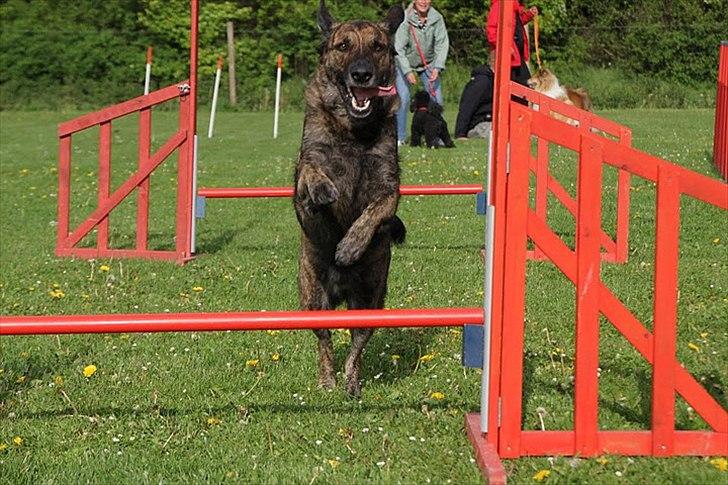 Blanding af racer Columbo "Oh, there's just billede 17