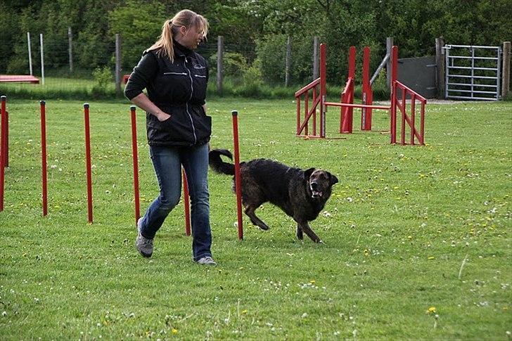 Blanding af racer Columbo "Oh, there's just billede 18